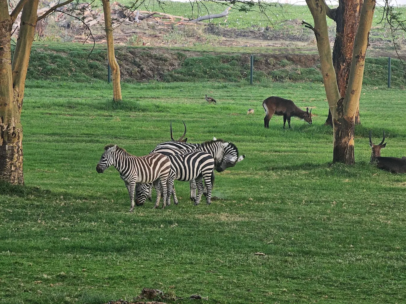 Lake Naivasha Simba Lodge - Naivasha hotel view 3